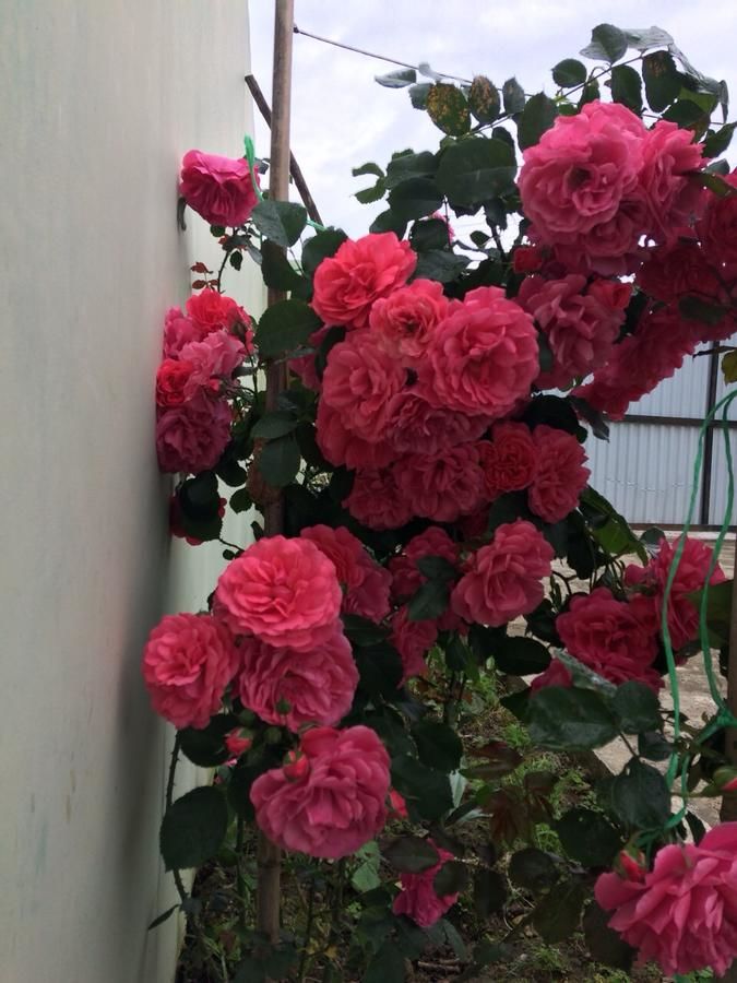 Гостевой дом Guest house on Gagarina 10 Новый Афон-15