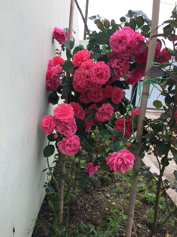 Гостевой дом Guest house on Gagarina 10 Новый Афон