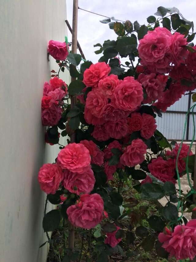 Гостевой дом Guest house on Gagarina 10 Новый Афон-14